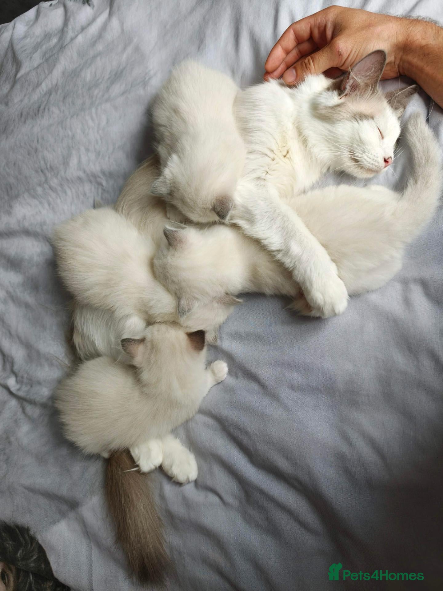 Ragdoll cats Beautiful Ragdoll Kittens 4 Boys - Advert 10