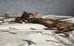 Bengal cats for sale: Beautiful bengal cat  - Image 3