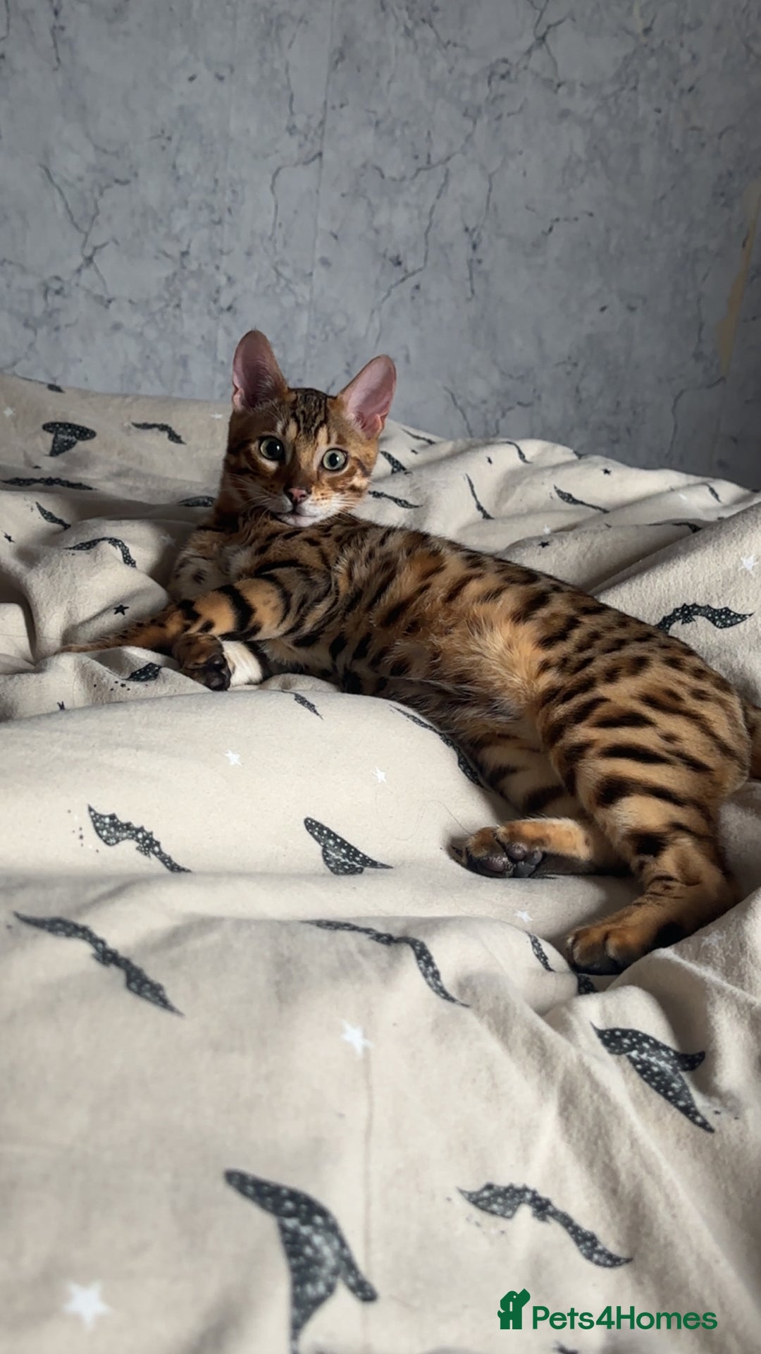 Bengal cats for sale: Beautiful bengal cat  - Image 3