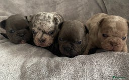 French Bulldog dogs for sale: French bulldog puppies.  - Image 4