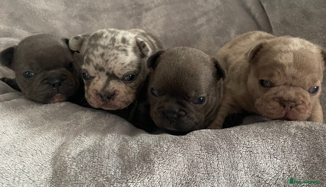 French Bulldog dogs for sale: French bulldog puppies.  - Image 4