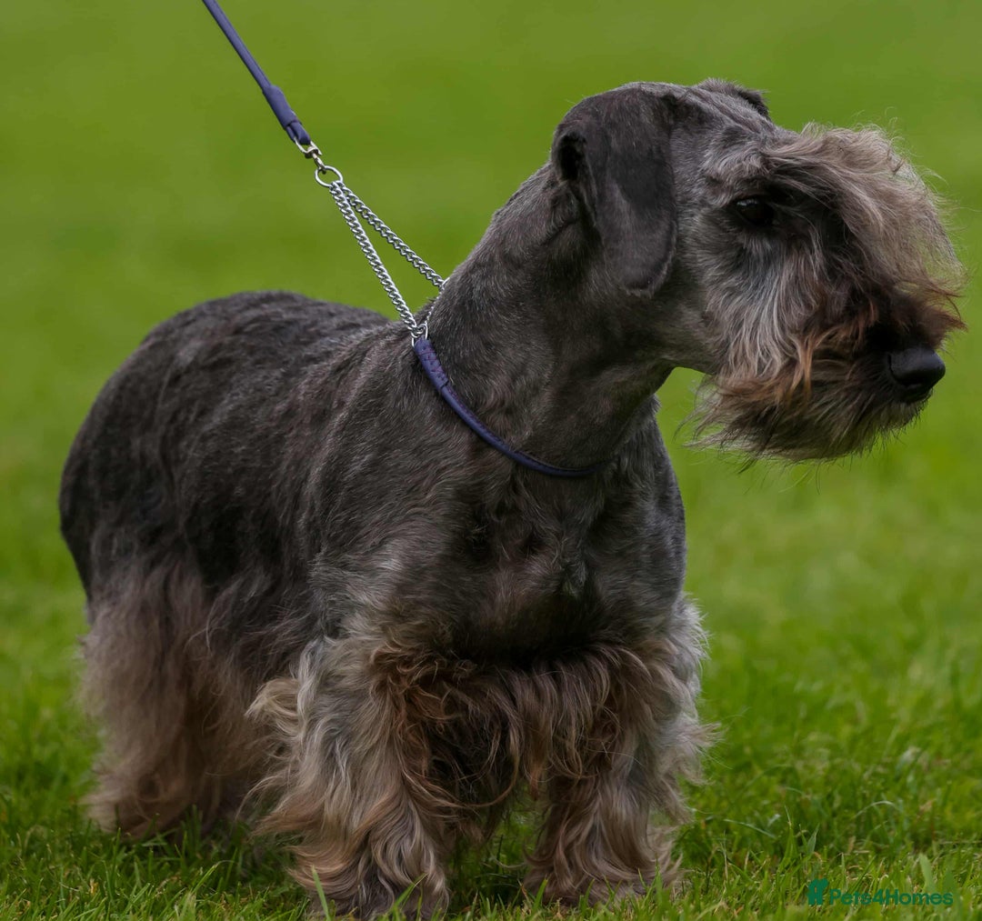 Cesky Terrier dogs for sale: CESKY TERRIER PUPPIES. advance notice - Advert 5