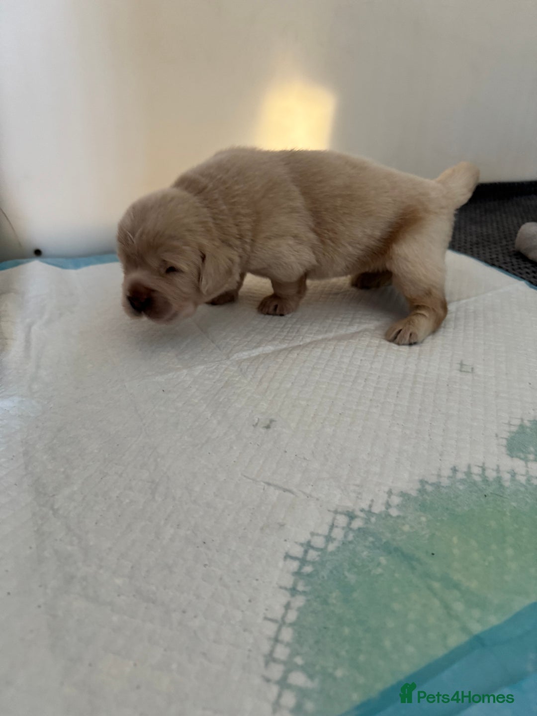 Tibetan Mastiff dogs for sale: Chinese Tibetan mastiff pups  - Image 25