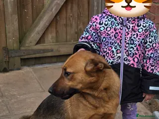 German Shepherd dogs Bella German shepherd - Advert 1