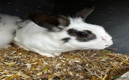 Lionhead rabbits for sale: Baby lion head rabbits for sale - Image 7