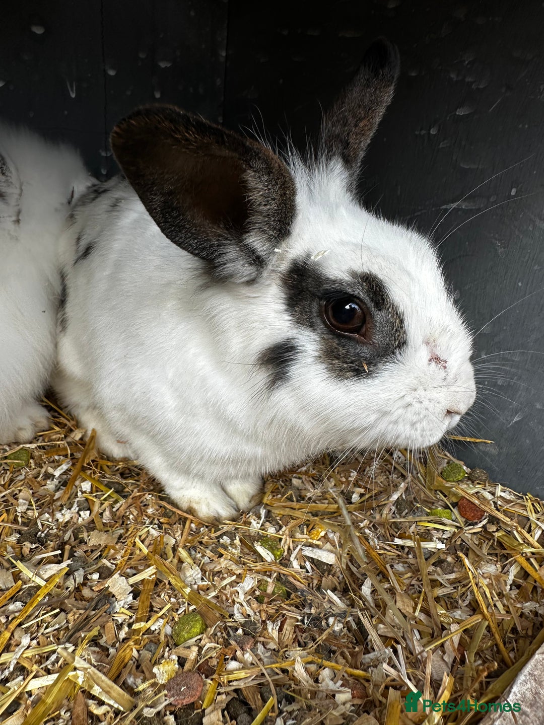 Lionhead rabbits for sale: Baby lion head rabbits for sale - Image 7