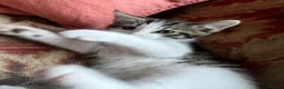 Mixed Breed cats for sale: Siberian X kittens ready now - Advert 6