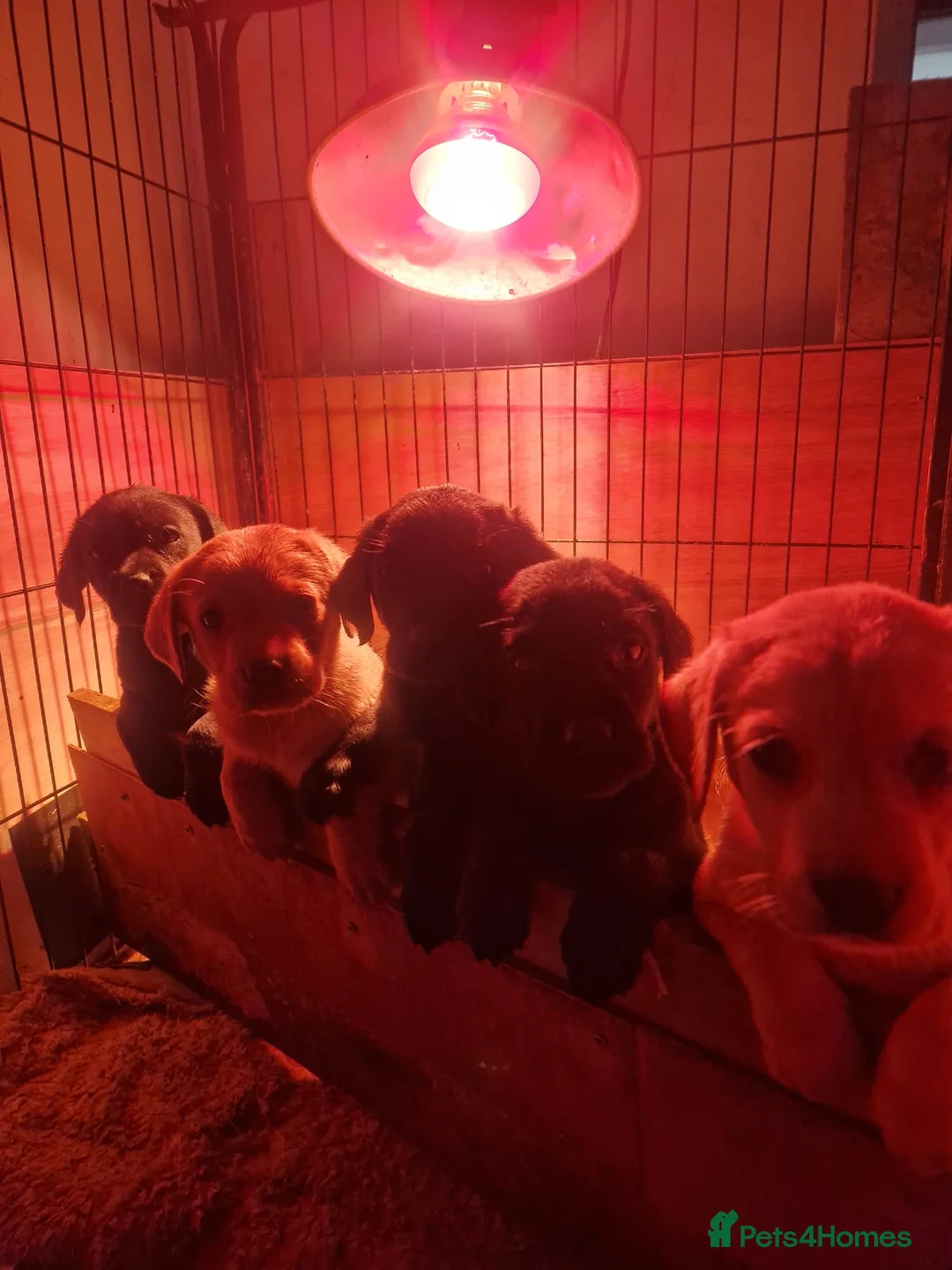 Labrador Retriever dogs for sale: Working Labrador Pups  - Advert 1