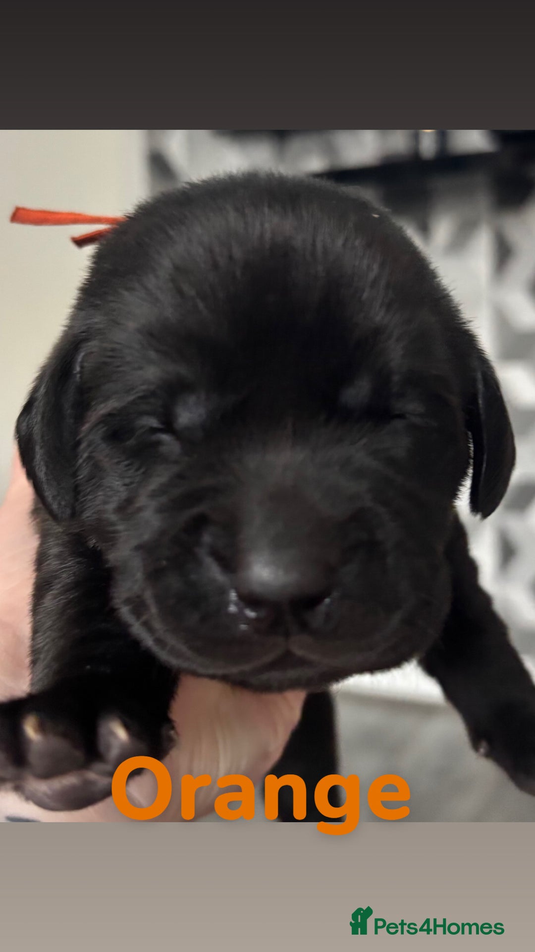Labrador Retriever dogs for sale: 1 beautiful kc lab - Advert 19