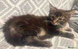 Maine Coon cats for sale: Chocolate main coons - Image 2