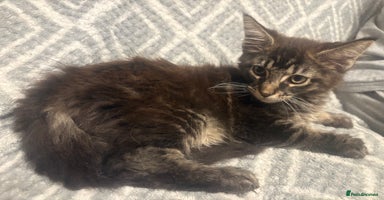 Maine Coon cats - Advert 4