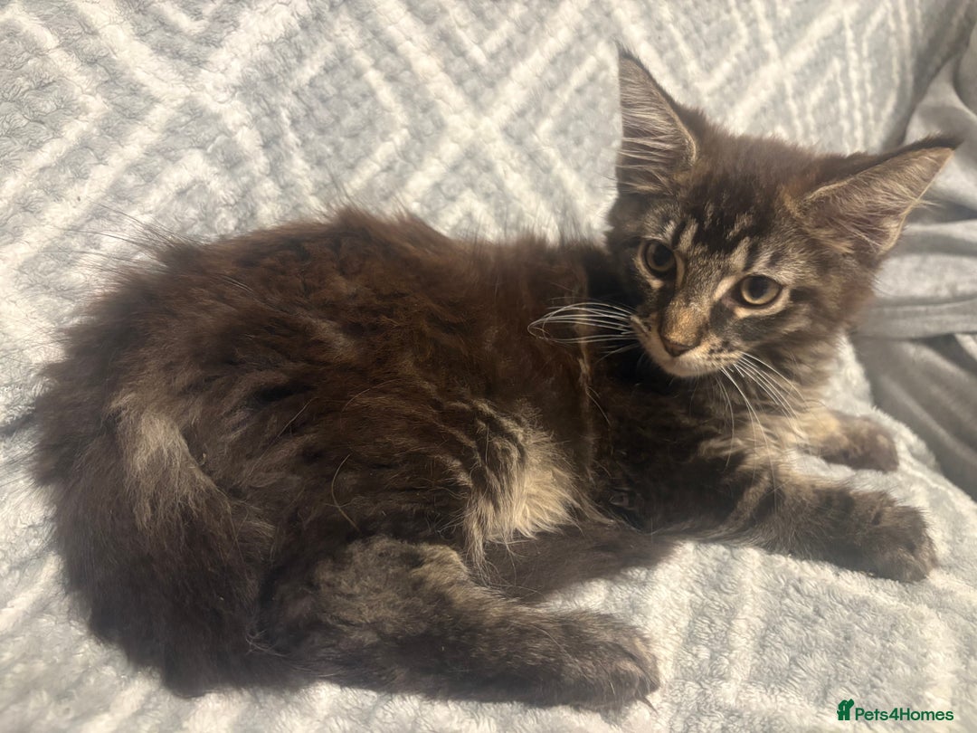 Maine Coon cats for sale: Chocolate main coons - Image 2