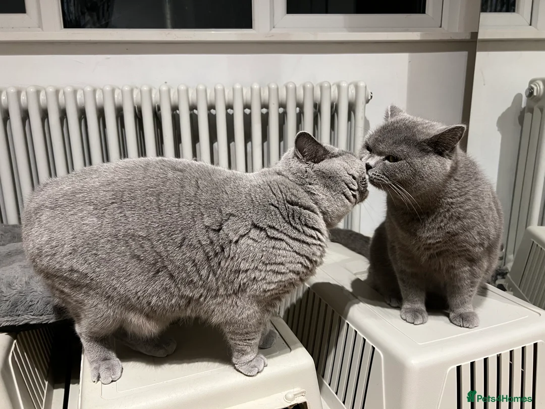 British Shorthair cats for sale: 2 Female British shorthair GCCF Active Status 🌸 in London - Advert 3
