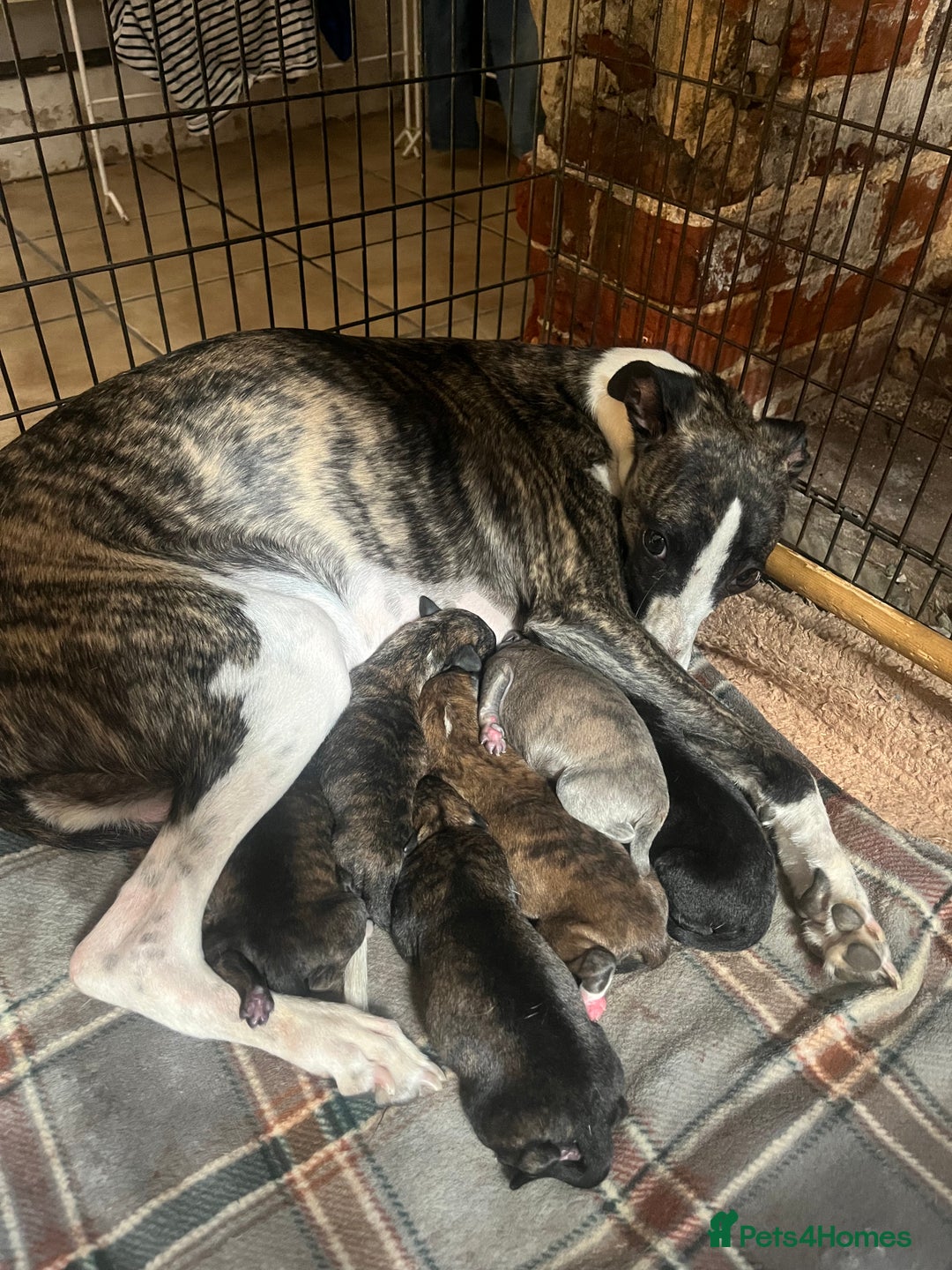 Mixed Breed dogs for sale: Beautiful Lurcher pups (Hancock lines!!) - Image 6