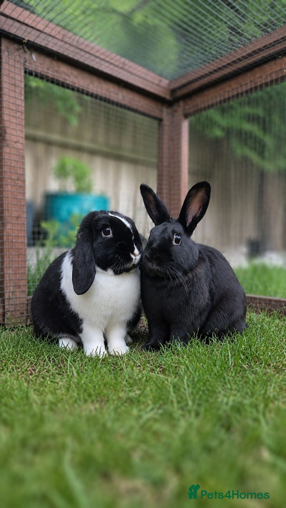 Mixed Breed rabbits Flower & Lyric - Advert 1