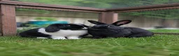 Mixed Breed rabbits for sale: Flower & Lyric - Advert 1