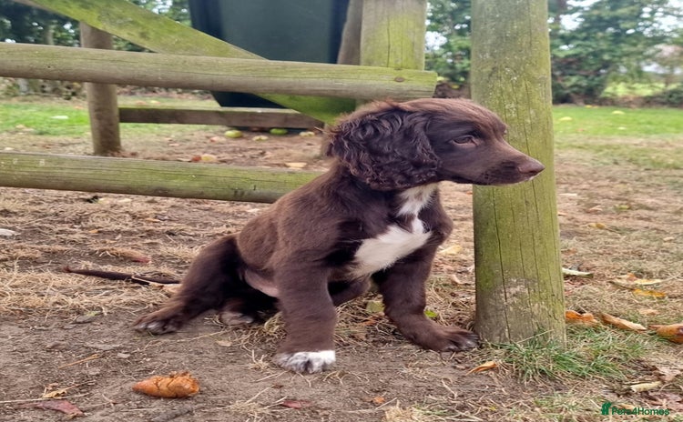Cocker Spaniel dogs - Advert 6