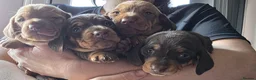 Dachshund dogs for sale: Beautiful littler of pedigree mini Dachshunds  - Advert 1