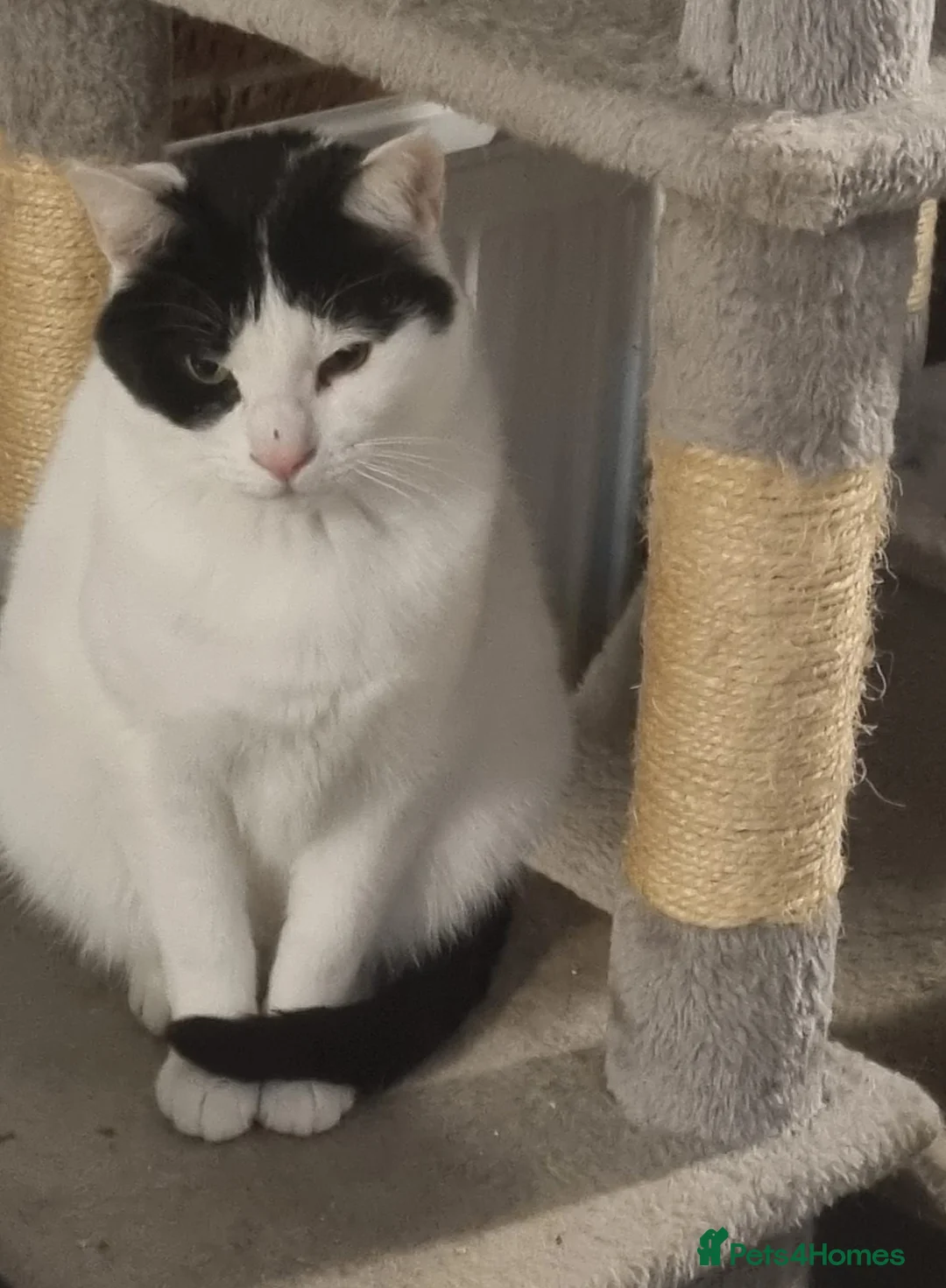 Mixed Breed cats for sale: Gorgeous Rescue Girl Mila - Advert 2