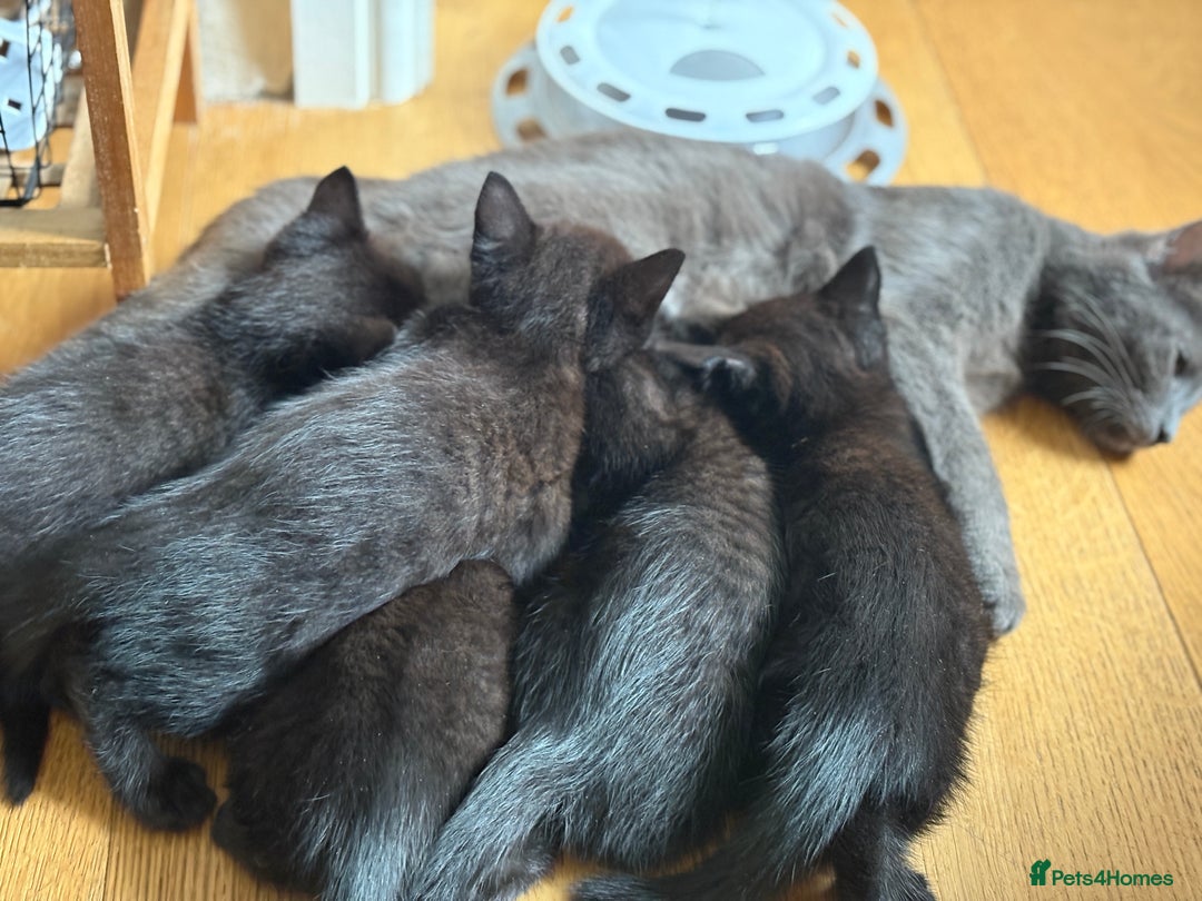 Mixed Breed cats for sale: Beautiful boys and girls  - Image 3