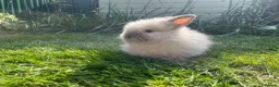 Lionhead rabbits for sale: Mini double maned lionheads and mini lops  - Advert 16