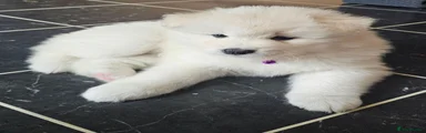 Samoyed 5