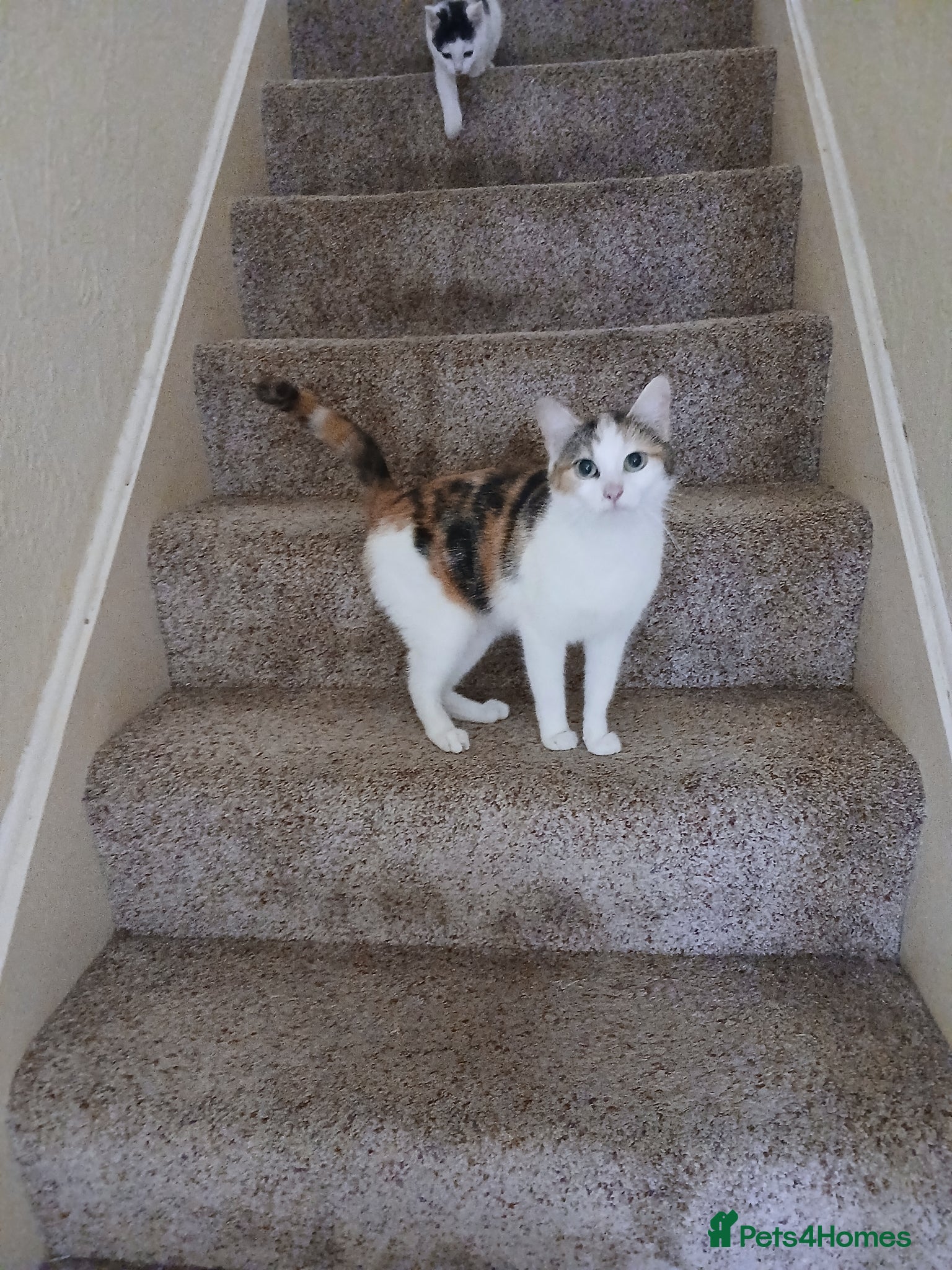 Mixed Breed cats Female torty - Advert 1