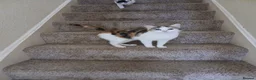 Mixed Breed cats for sale: Female torty - Advert 1