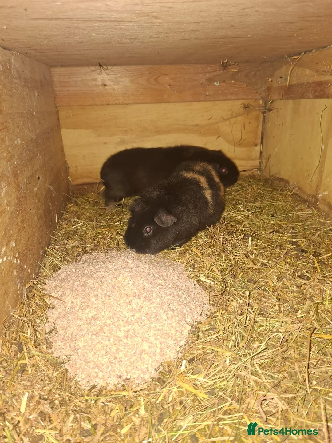 Guinea Pig rodents for sale: Guniea pigs males and females - Advert 2