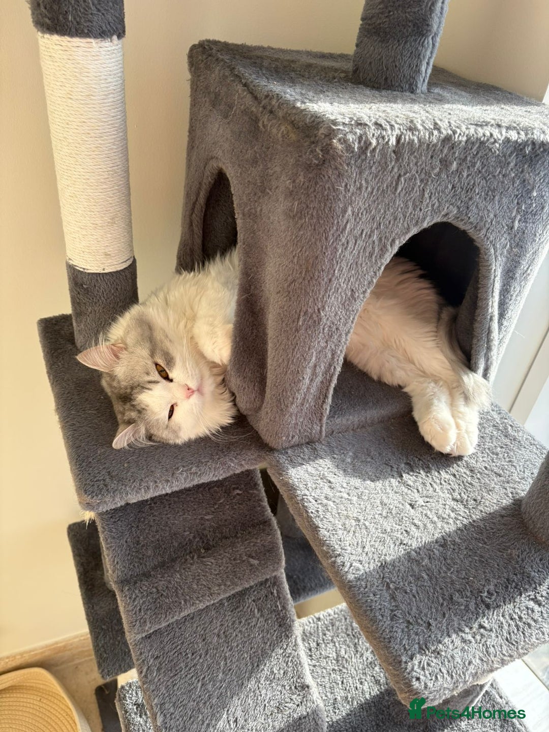 Mixed Breed cats for adoption: SKY MIX PERSIAN AMAZING LOOKING & FRIENDLY NEUTER - Advert 10