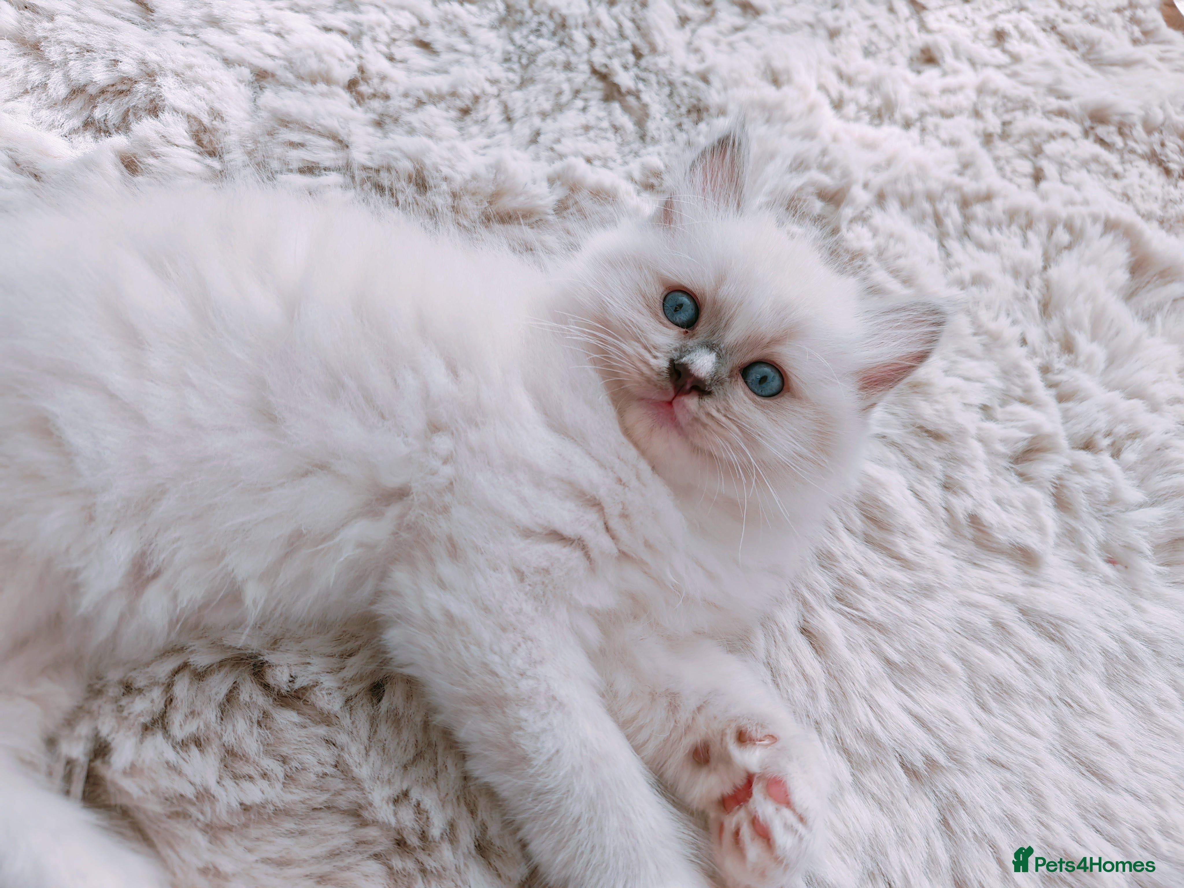Ragdoll cats Beautiful Purebred Ragdoll Star-Quality Kittens - Advert 5