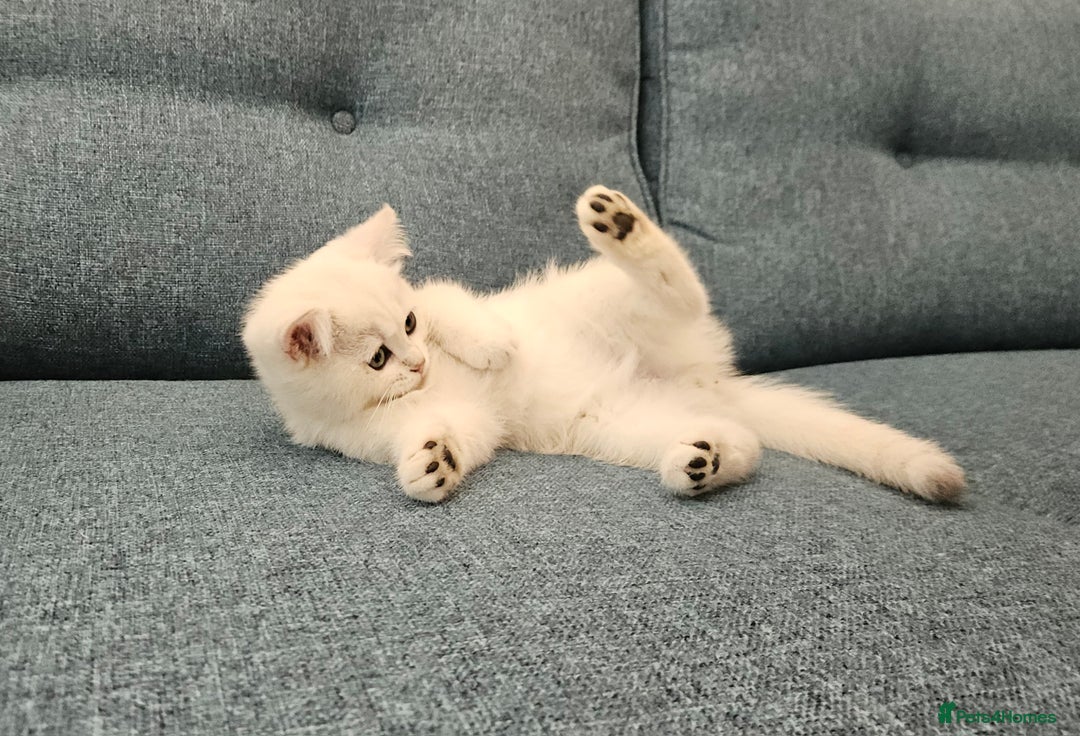 Scottish Fold cats for sale: Excellent Scottish straight kittens  - Image 8