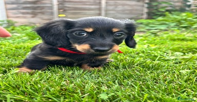 Miniature Dachshund dogs - Advert 4