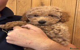 Mixed Breed dogs for sale: Adorable Cairnnoodle Puppies  - Image 13