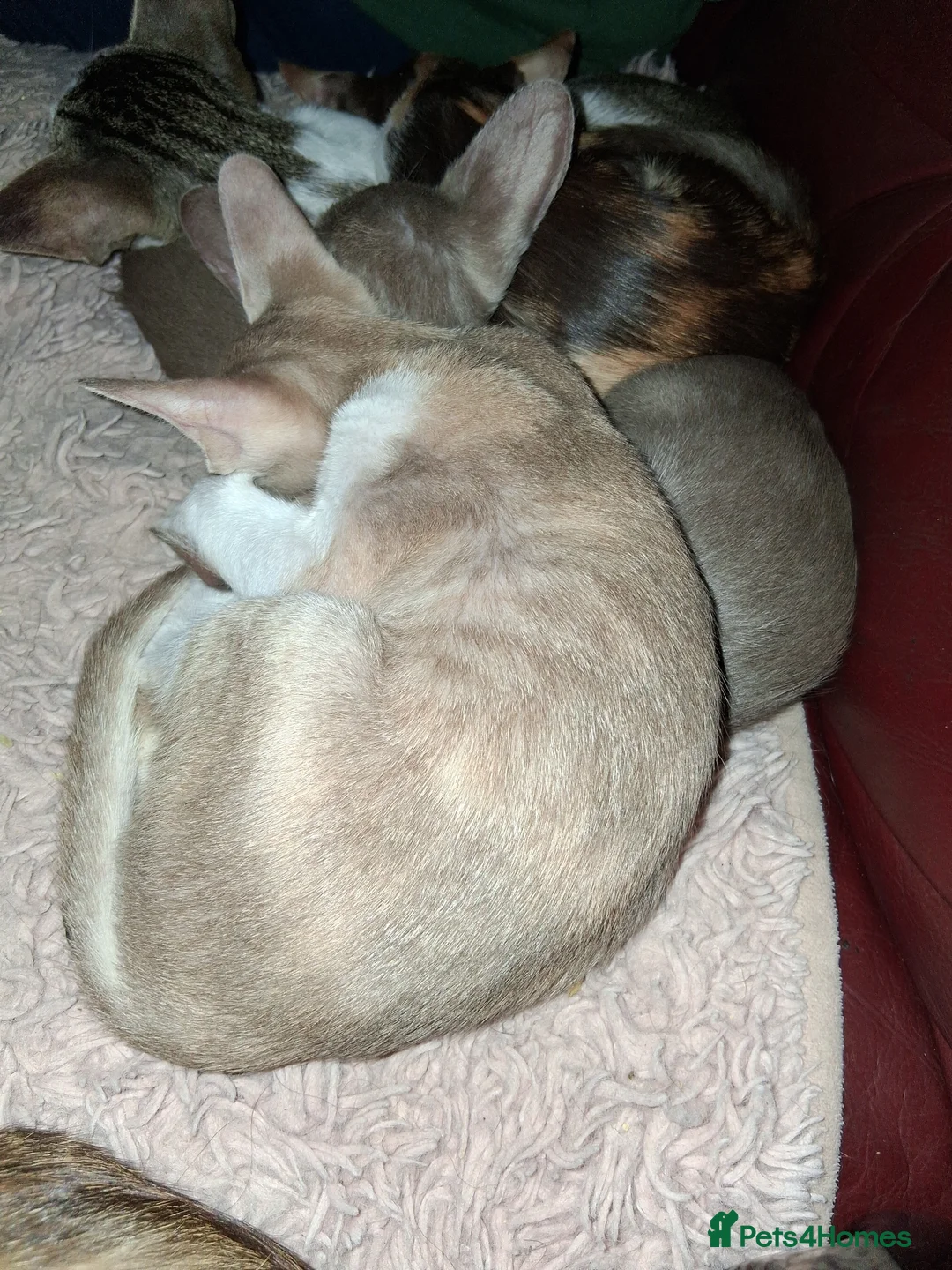 Oriental cats for sale: Gorgeous oriental kittens - Advert 3