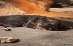 German Shepherd dogs for sale: Intelligent German Shepherd Puppies for Sale - Image 11