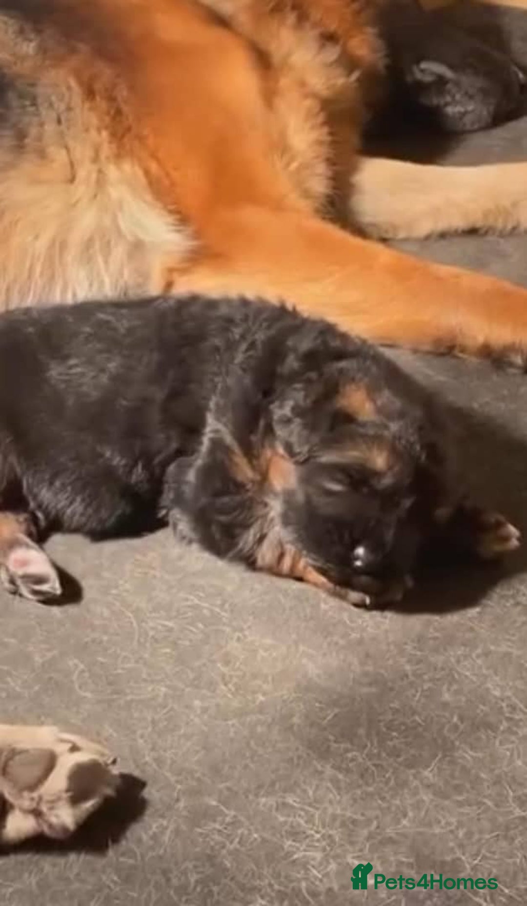 German Shepherd dogs for sale: Intelligent German Shepherd Puppies for Sale - Image 11