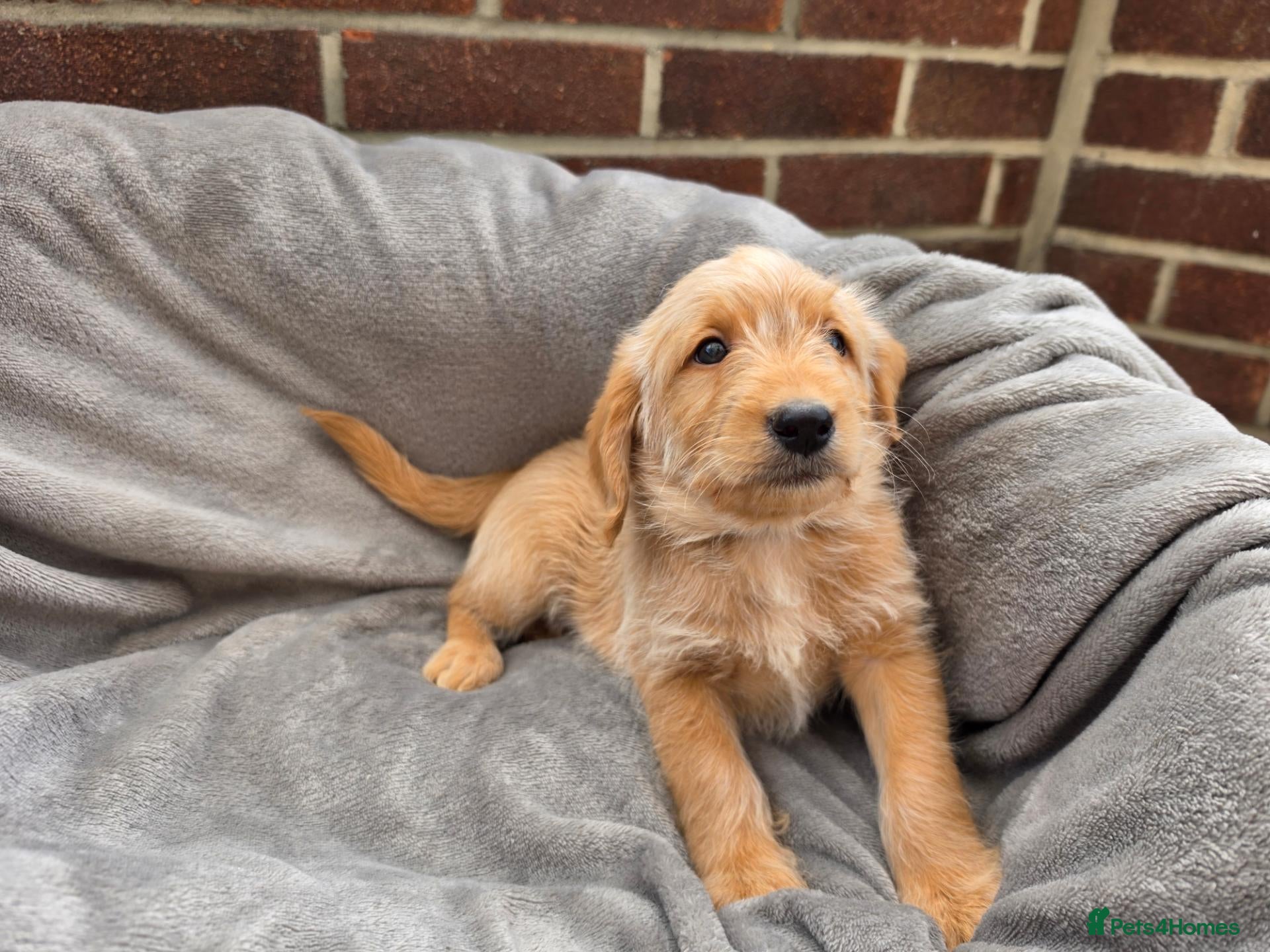 Labradoodle dogs F1 labradoodles - Advert 6
