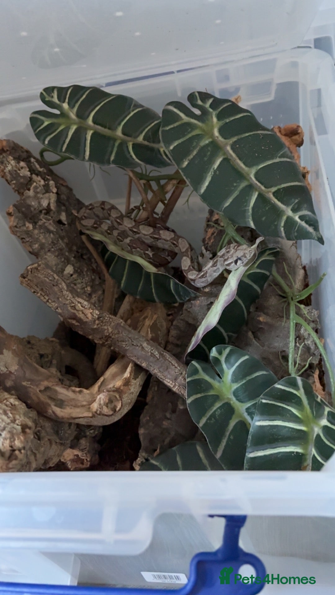 King Snake reptiles female boa constrictor - Advert 8