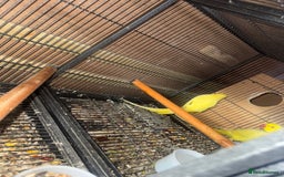 Ringnecks birds for sale: Pair ringneck - Advert 3