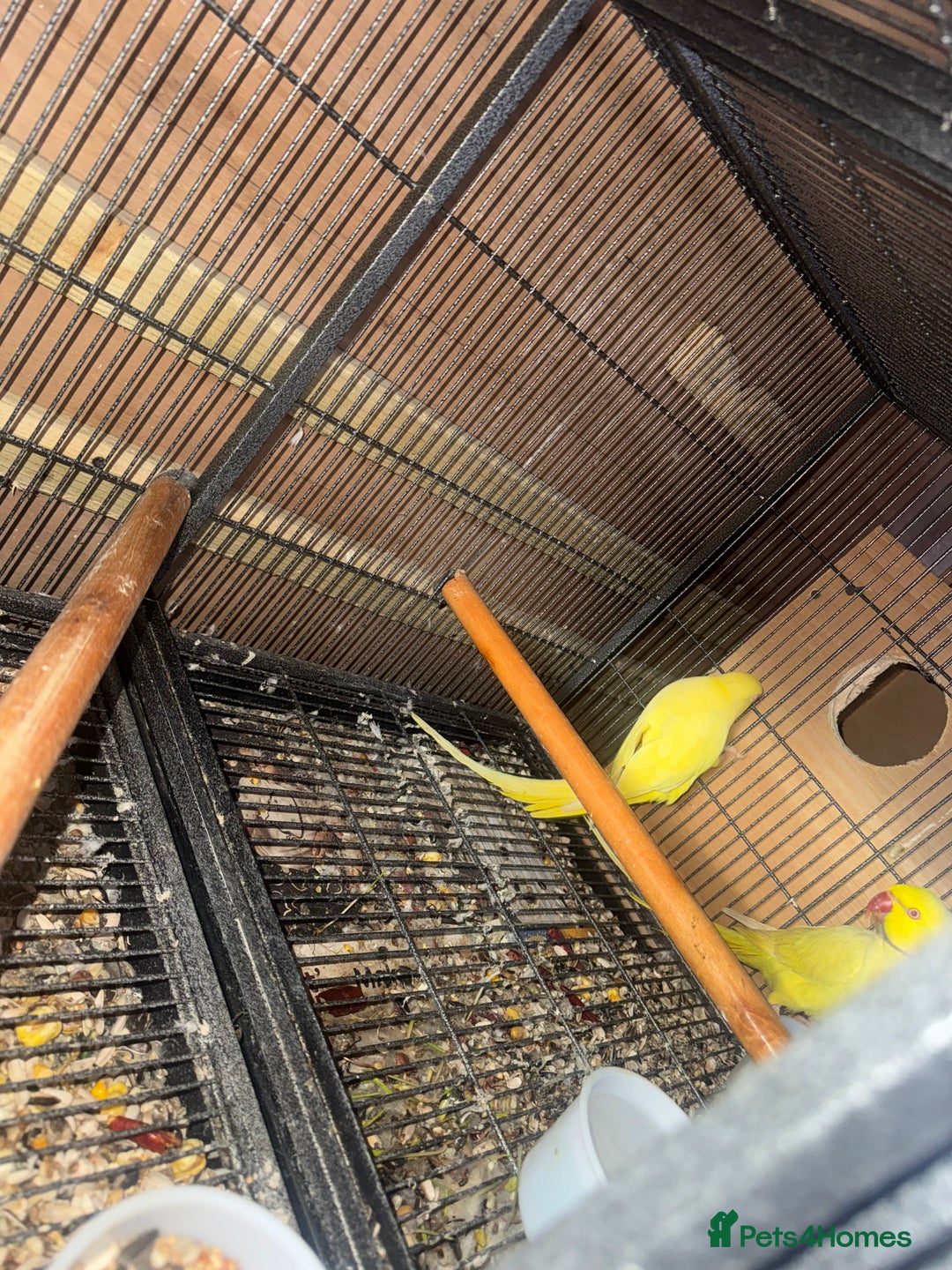 Ringnecks birds for sale: Pair ringneck - Advert 3