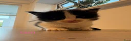 Ragdoll cats for sale: Seven Beautiful Ragdoll Kittens - Advert 16
