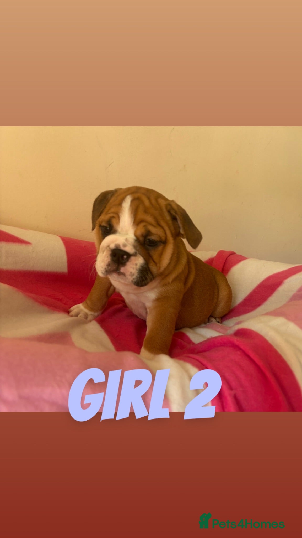 English Bulldog dogs TRADITIONAL BULLDOGS READY FOR THEIR FOREVER HOMES - Advert 17
