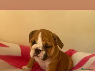 English Bulldog dogs TRADITIONAL BULLDOGS READY FOR THEIR FOREVER HOMES - Advert 17