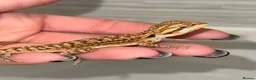 Bearded Dragon reptiles for sale: Baby Bearded Dragons For Sale! - Advert 4