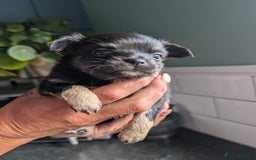 Chihuahua dogs for sale: Two chihuahua baby girls, black long haired!!!! - Image 5