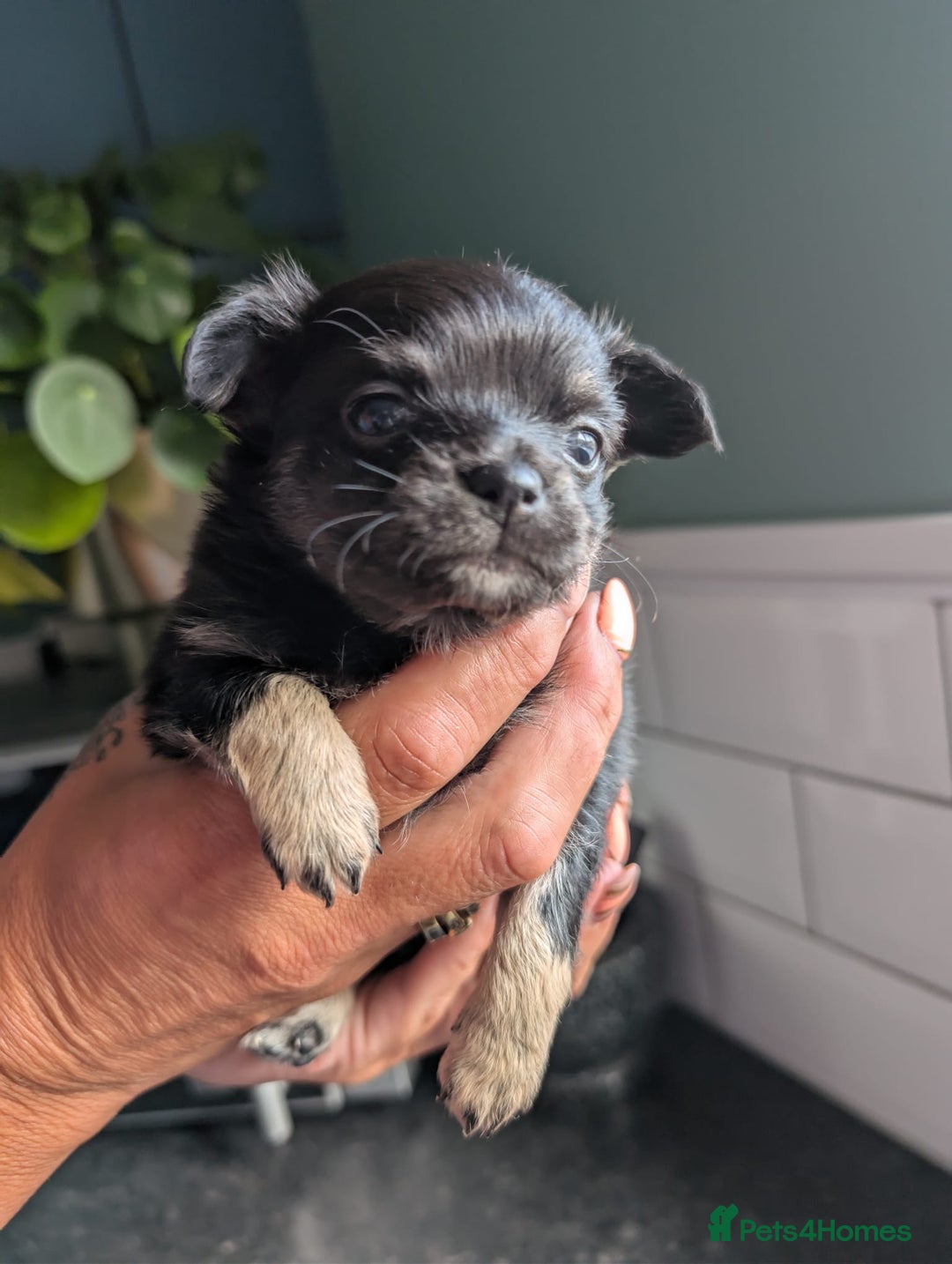 Chihuahua dogs for sale: Two chihuahua baby girls, black long haired!!!! - Image 5