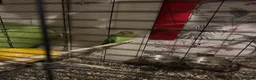 Parakeets birds for sale: Ring neck parrakeet  - Advert 3