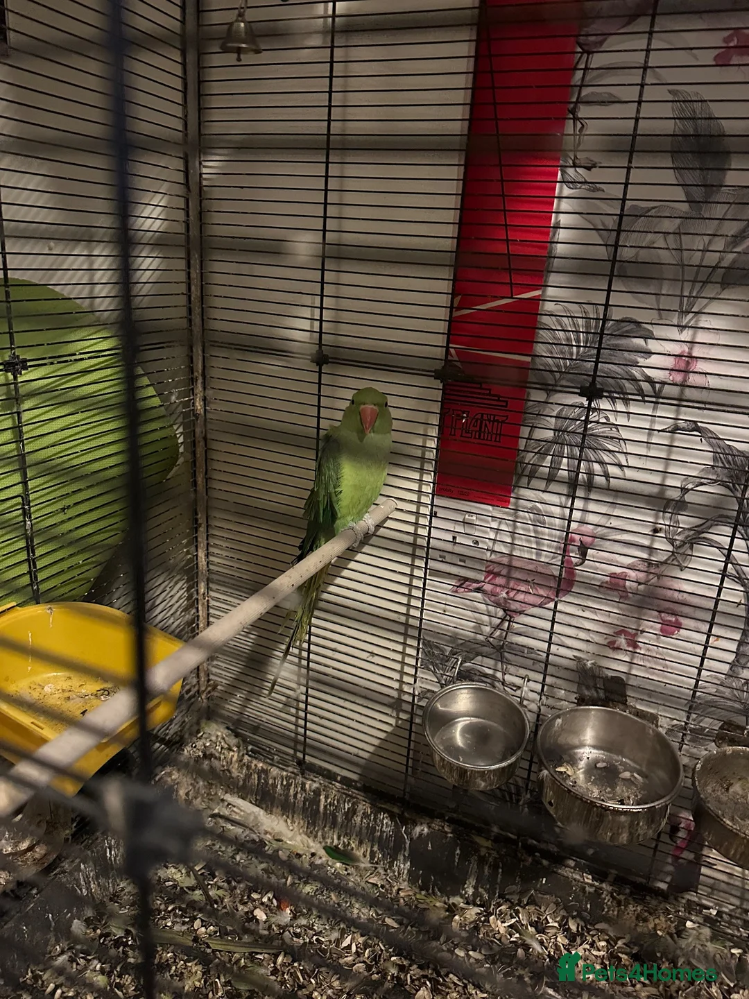 Parakeets birds for sale: Ring neck parrakeet  - Advert 3