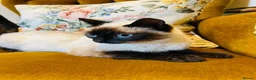 Mixed Breed cats for sale: *READY NOW* 3 Beautiful Black Kittens  - Advert 32